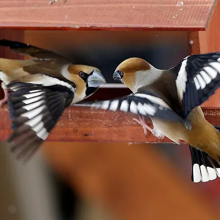 Nemes Διαμέρισμα